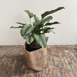 Calathea Ornata